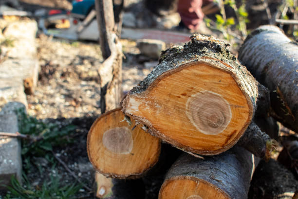 How Our Tree Care Process Works  in  Moriarty, NM