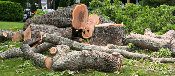 Best Tree Preservation Services  in Moriarty, NM
